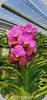 Vanda Suwannaphum 507